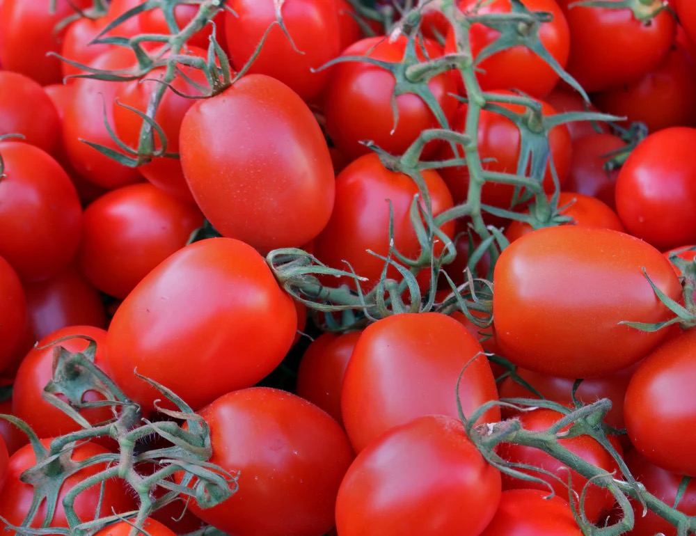 Fresh tomatoes
